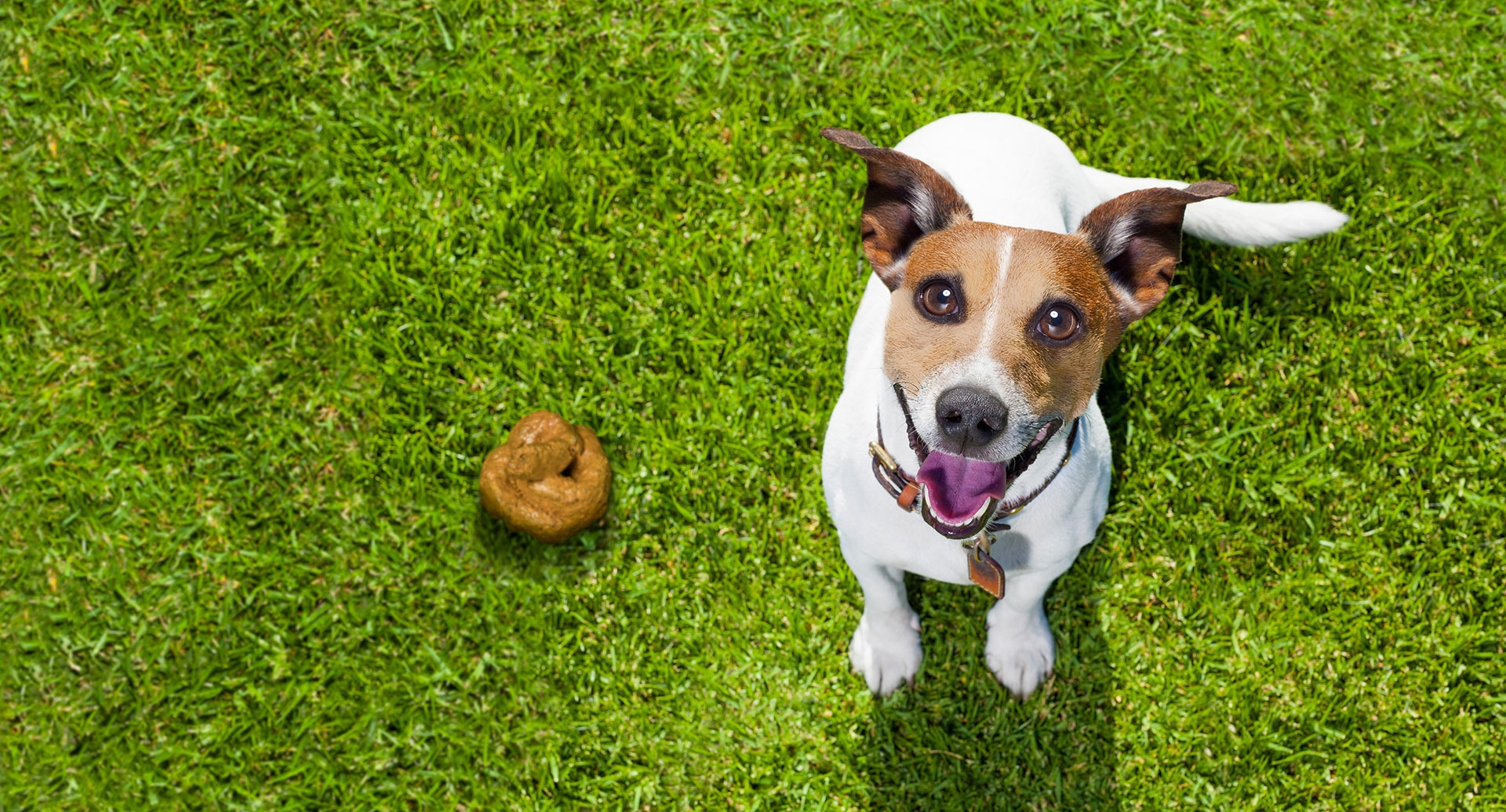 Cachorro sobre a grama com cocô do lado
