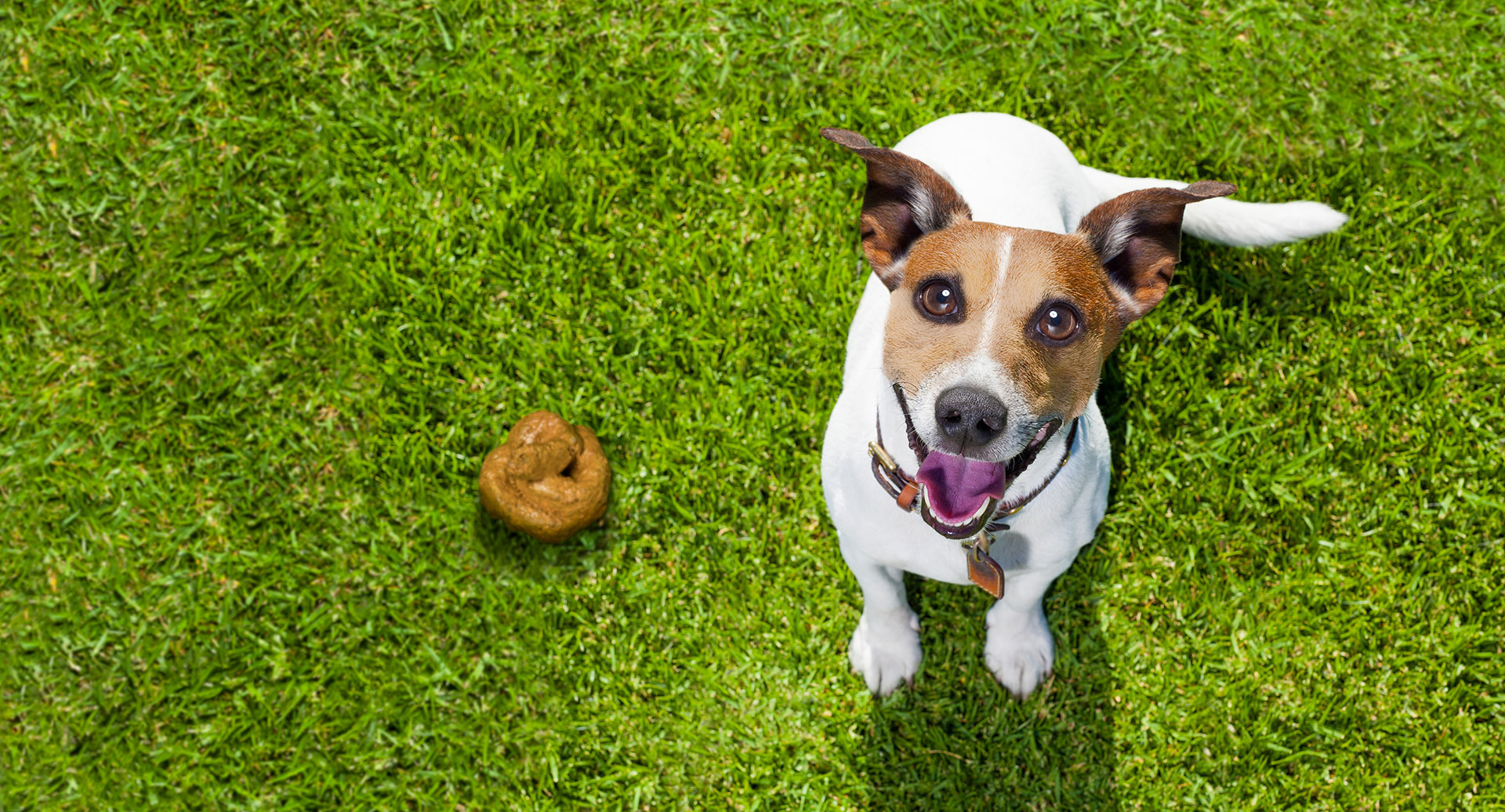 Fezes dos cães: Tudo o que precisa de saber