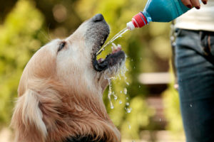 Cão golden retriever bebendo água