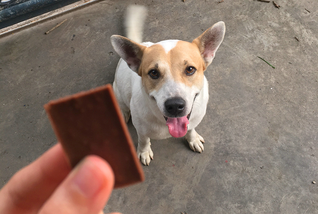 Oferecendo chocolate a cachorro