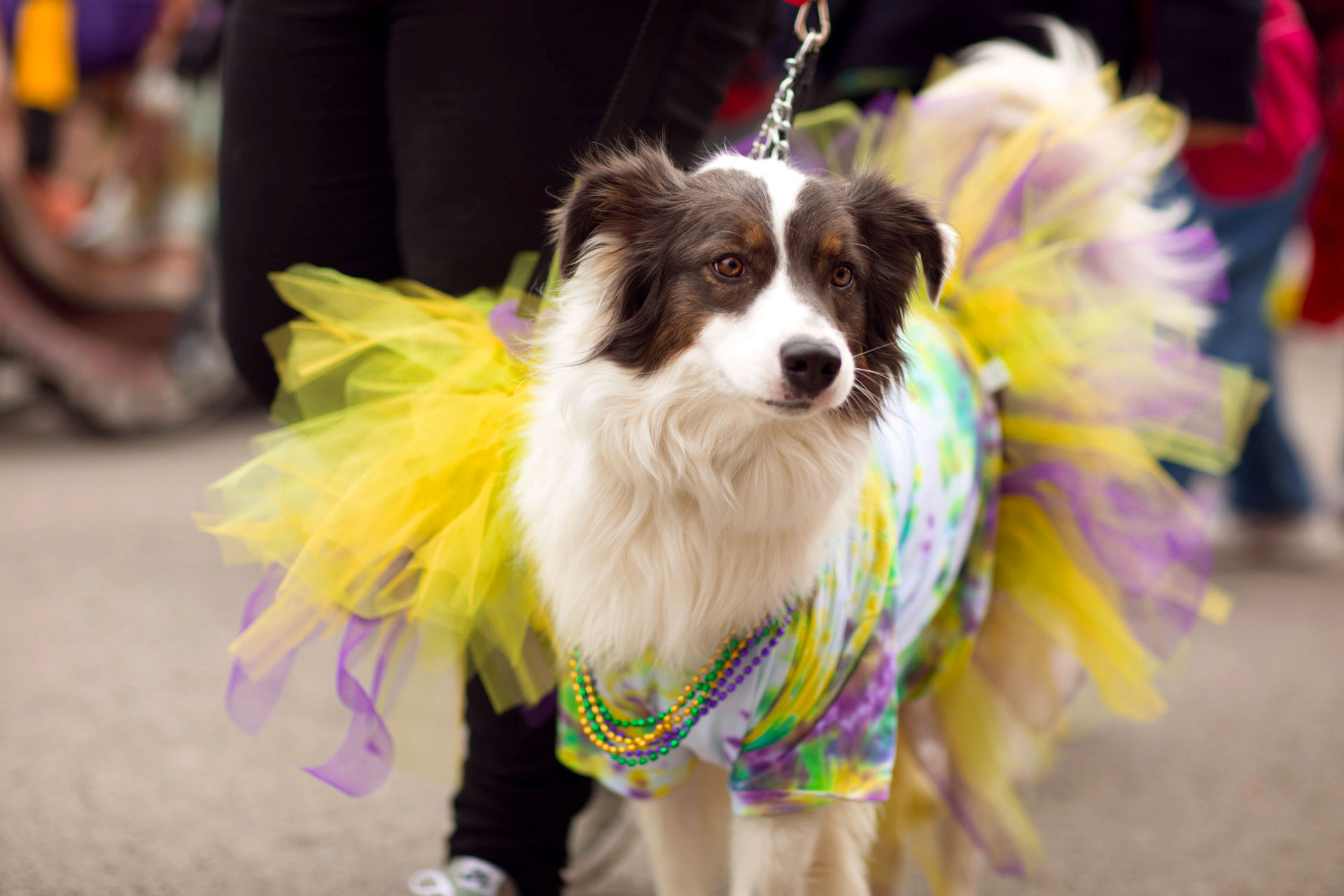 Cachorro fantasiado para o Carnaval