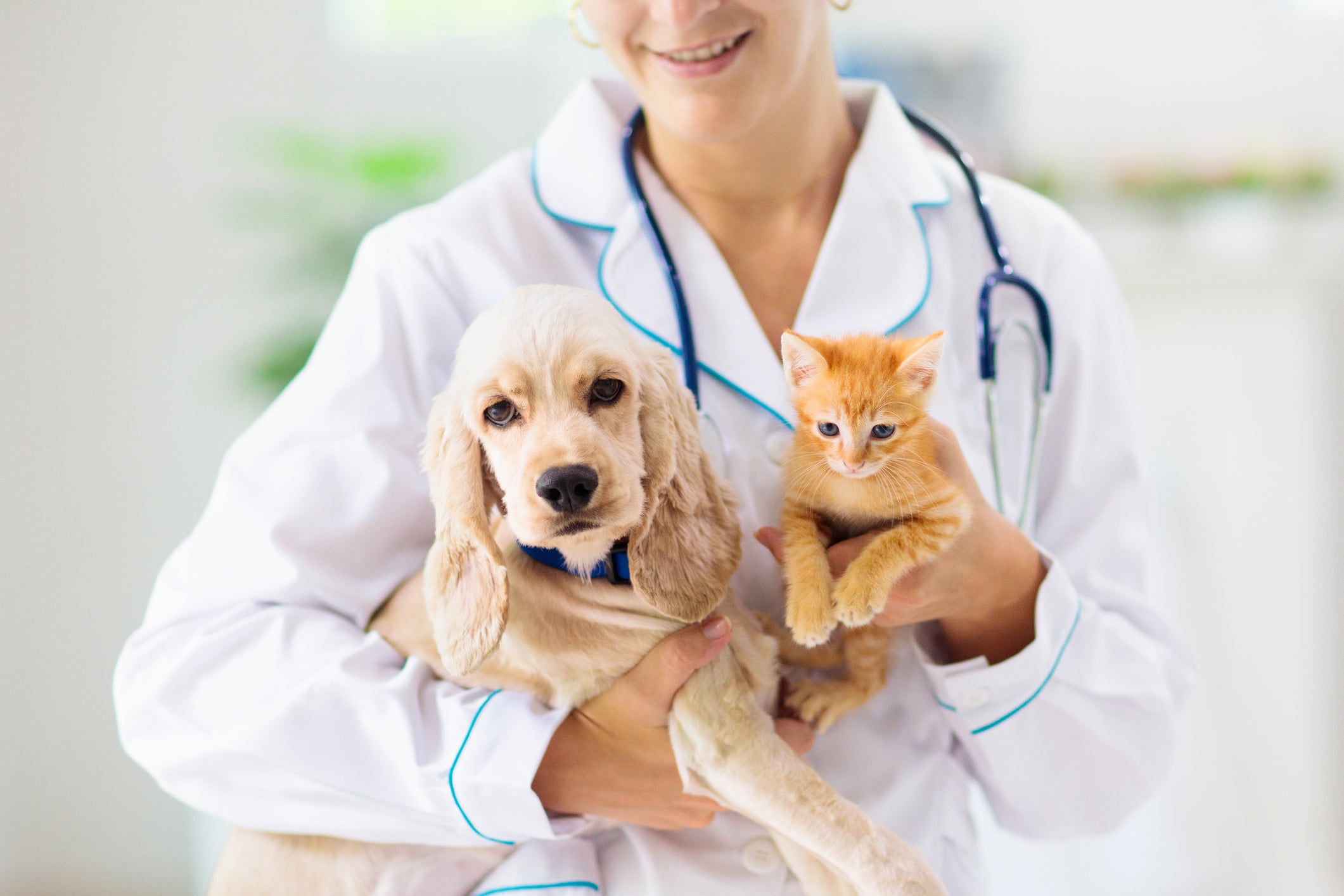 Médico veterinário com filhotes de cão e gato